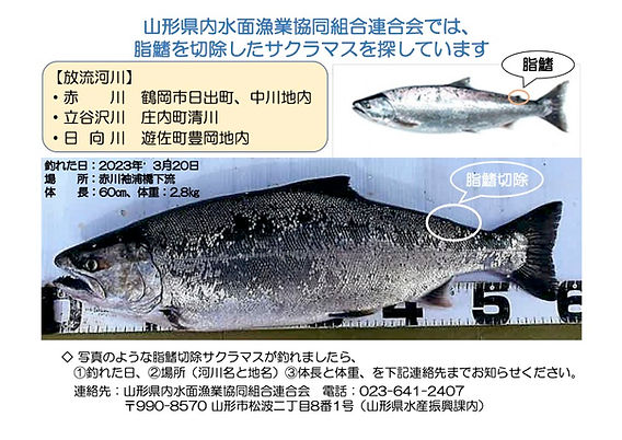 魚　ポスター　漁方 沖縄のお魚ポスター 入荷しました！ ぎょぎょっと292種！ いかが