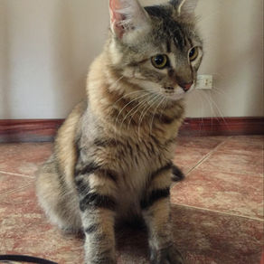 Mi experiencia adoptando a un gato callejero durante 4 días (Por Emilio Insua)