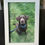Thumbnail: Framed picture from your pets holiday with us!