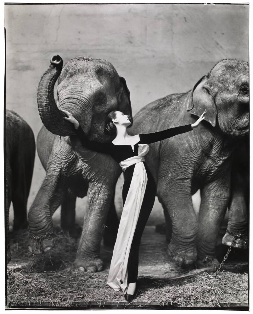 Dovima z słoniami, suknia wieczorowa Dior, 1955, Richard Avedon