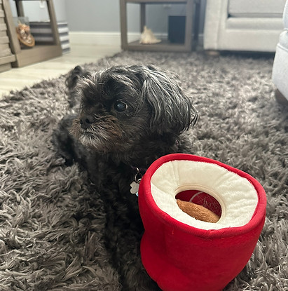 orlando pet waste services, orlando animal waste services