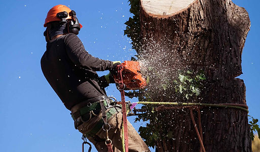 tree-removal-nacogdoches-tx3-1980x1156.jpeg