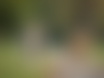 How to Manage Your Dog's Reactivity to Other Dogs During Walks