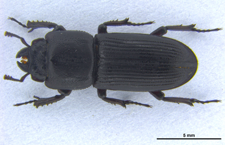 길쭉꼬마사슴벌레(Figulus punctatus punctatus)