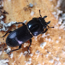 큰꼬마사슴벌레(Figulus binodulus)