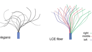 New paper about laser-induced undulatory locomotion in liquid crystalline elastomers.