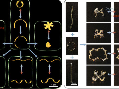 New Welding Strategy Enables Complex-Shaped Liquid Crystal Elastomer Actuators
