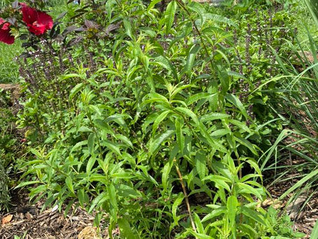 Discover the Benefits of Lemon Verbena 🍋🌿