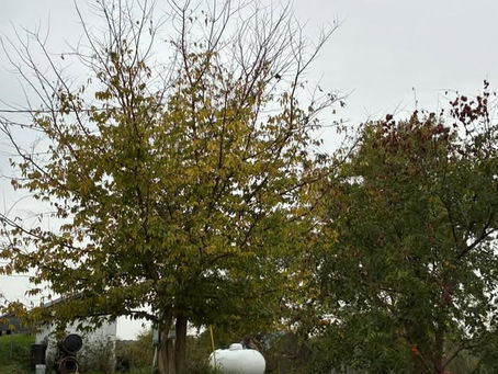 🍂 Herbs for Letting Go: Supporting Transitions and Change