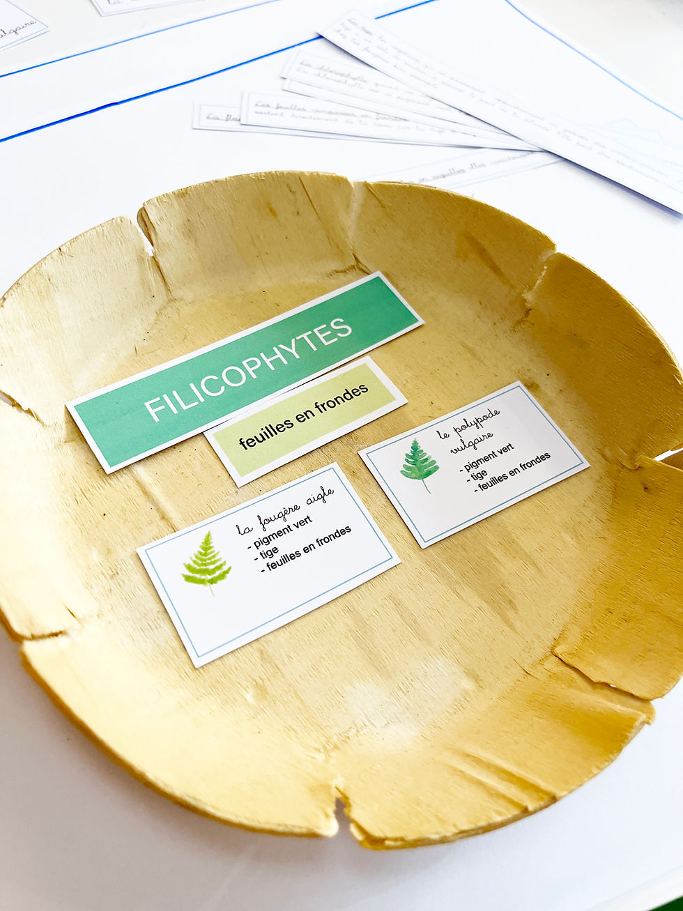 Miniature : Classification des Végétaux MONTESSORI - Fichier à imprimer