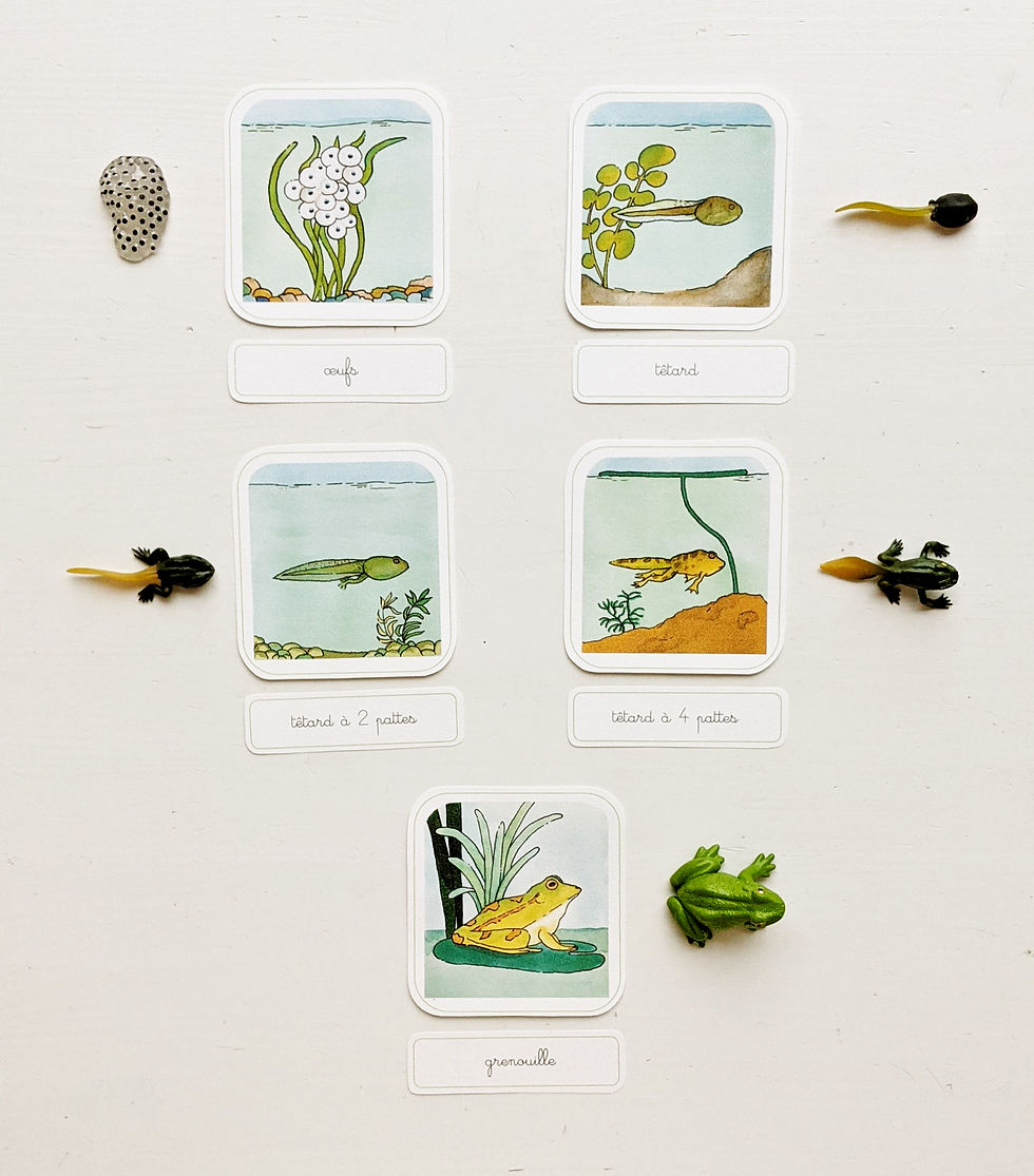 Miniature : Cycle de vie Grenouille  -Fichier à imprimer