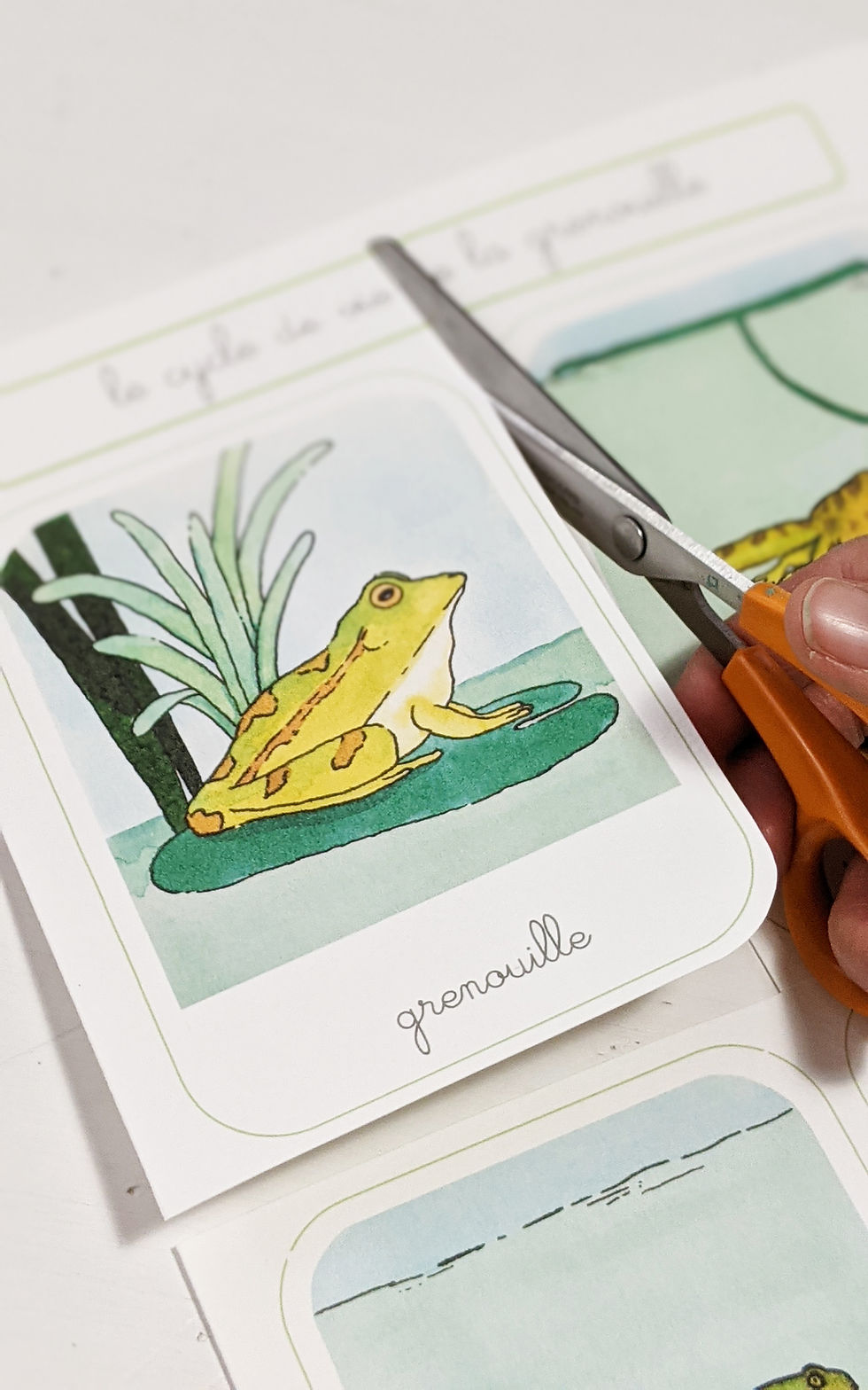Miniature : Cycle de vie Grenouille  -Fichier à imprimer