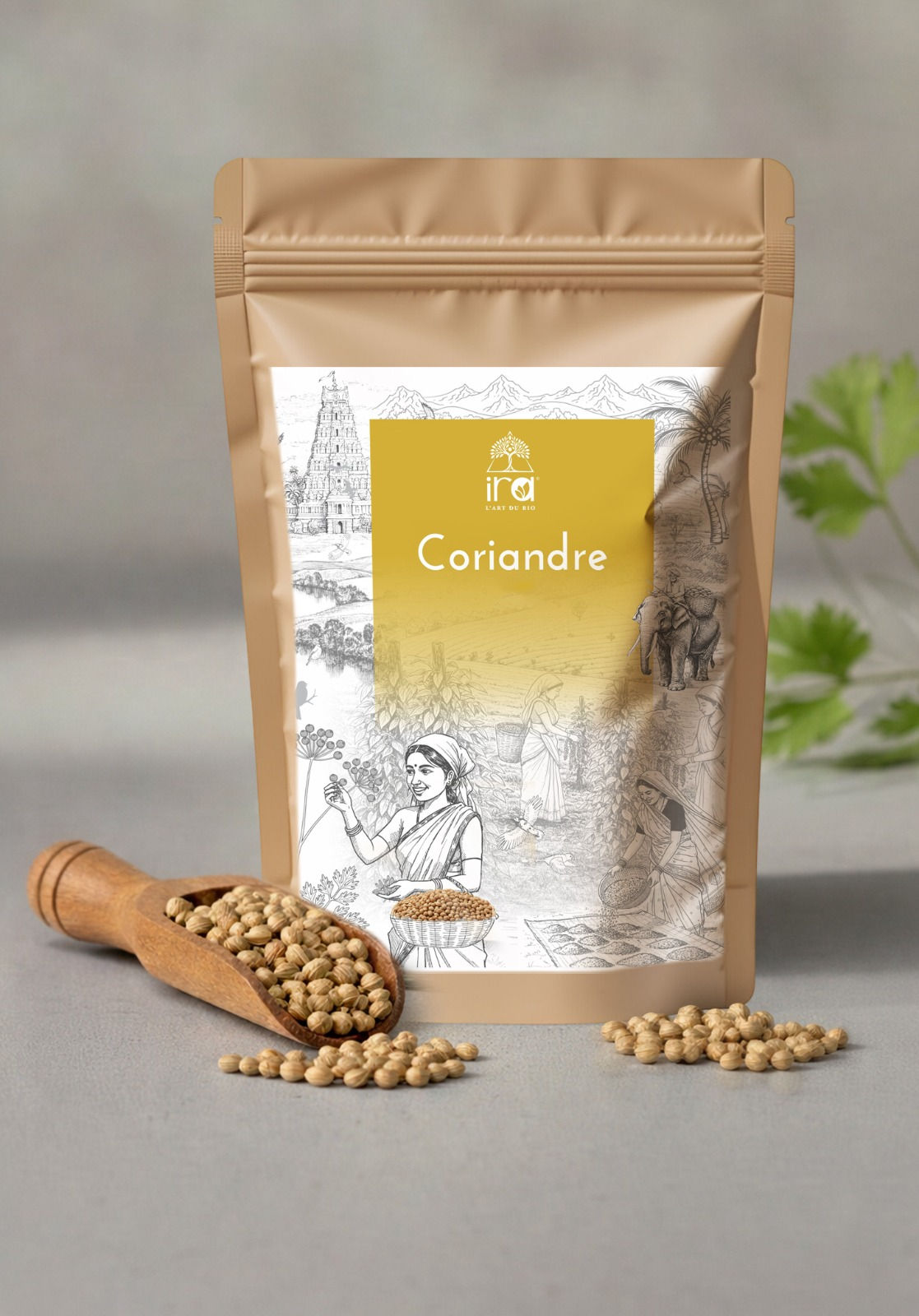 Coriandre