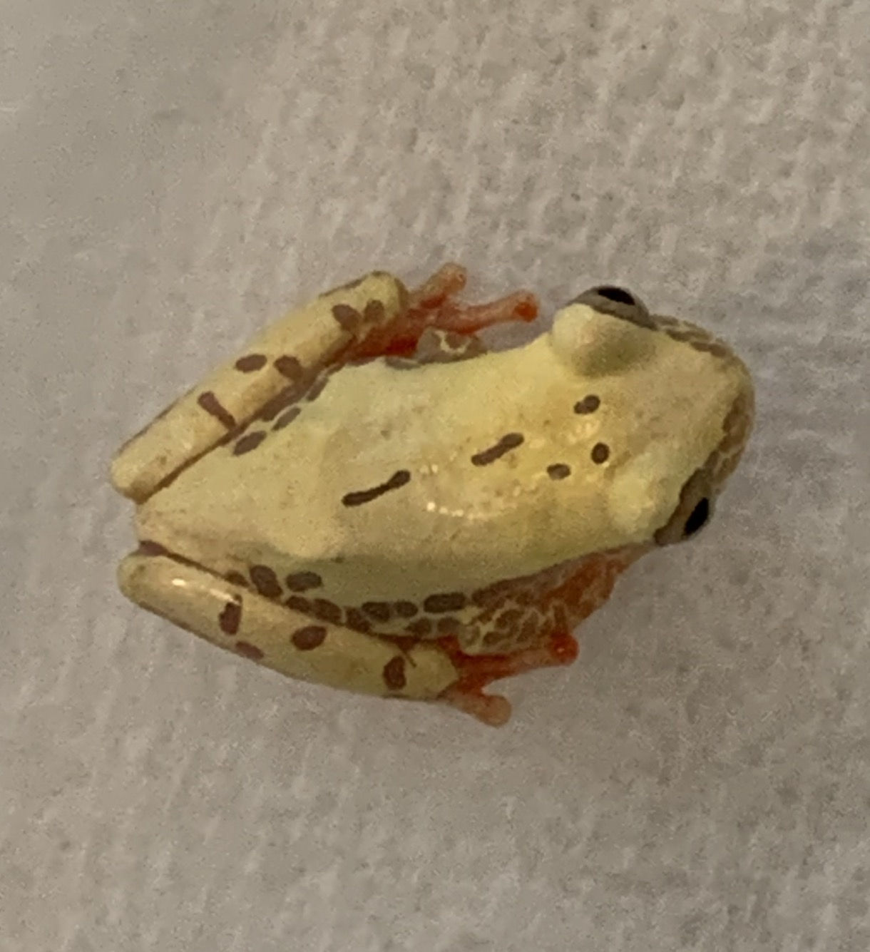 Reticulated Tree Frog