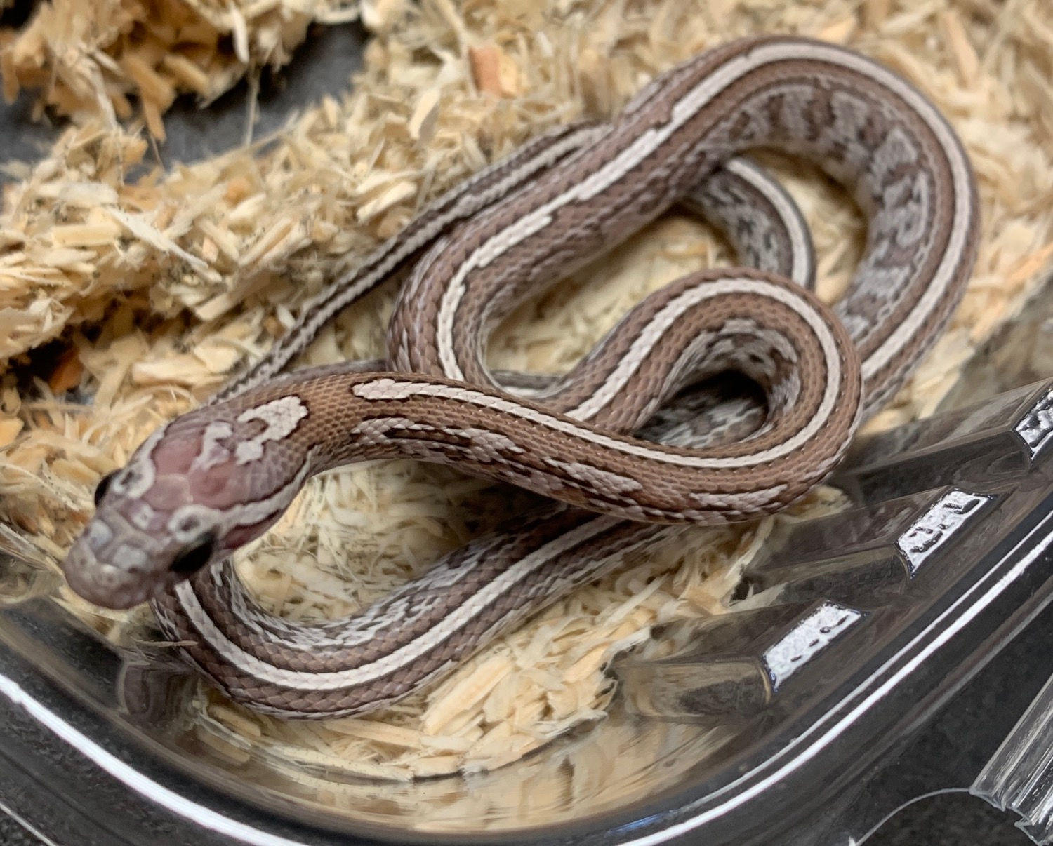 Tessera Ghost Corn Snake