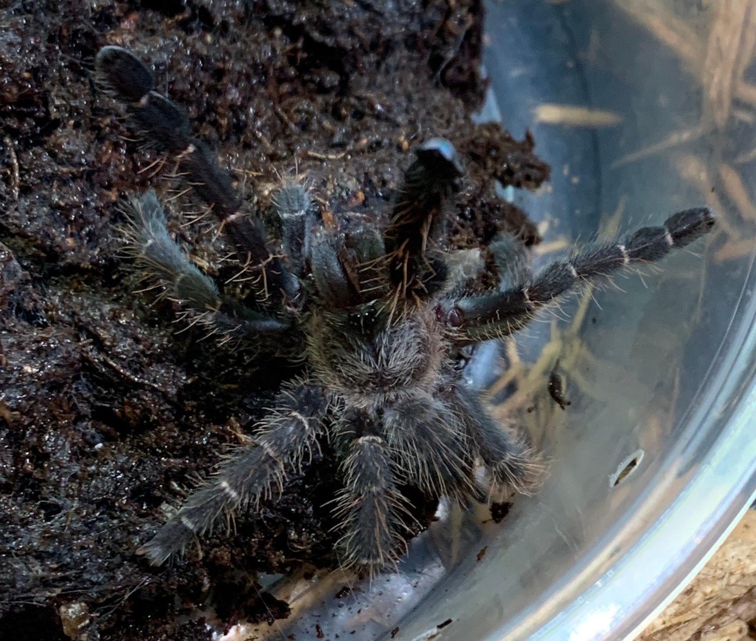 Hatian Bird Eating Tarantula