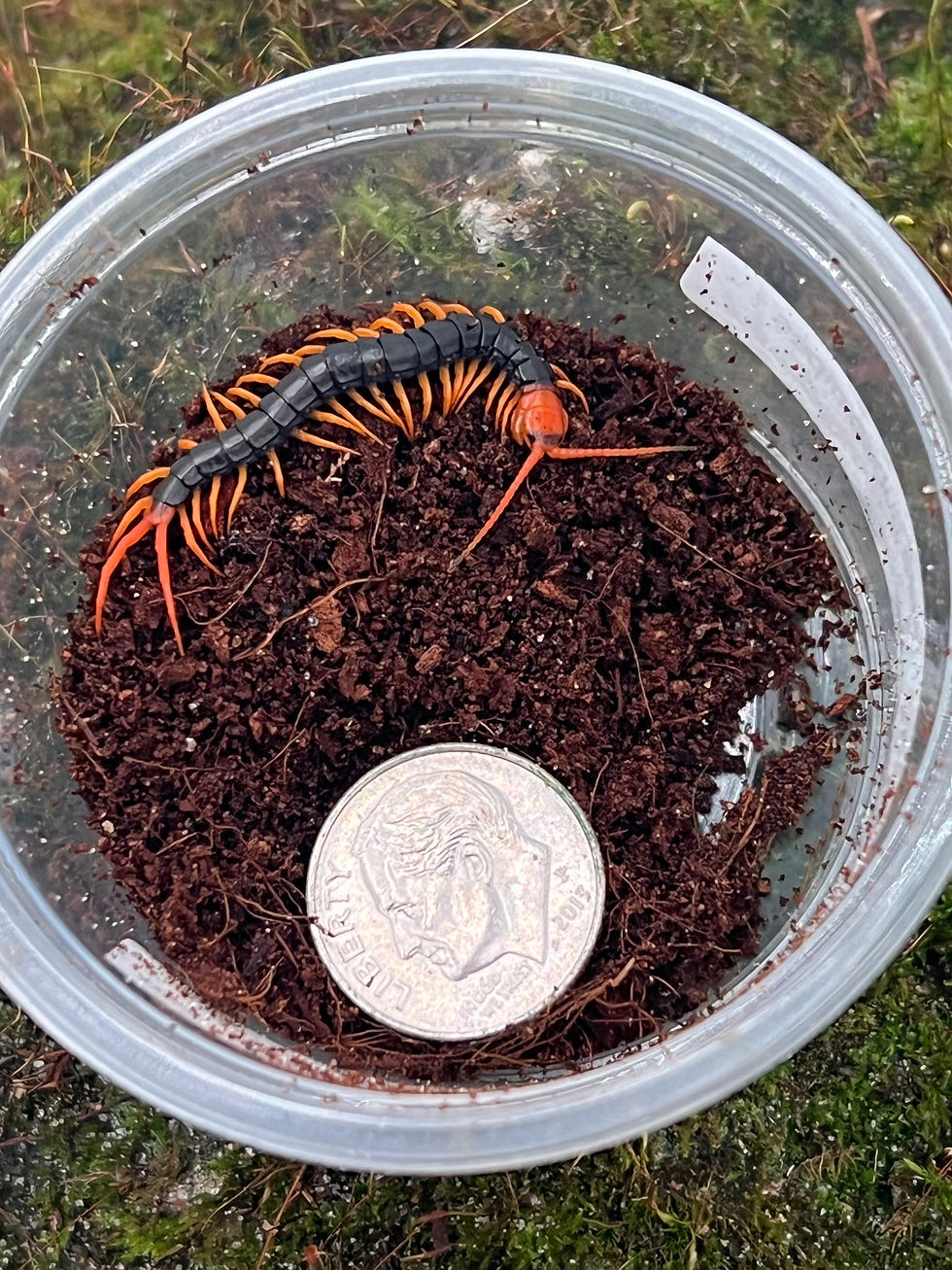 Vietnamese giant centipede CB New Moon Reptiles