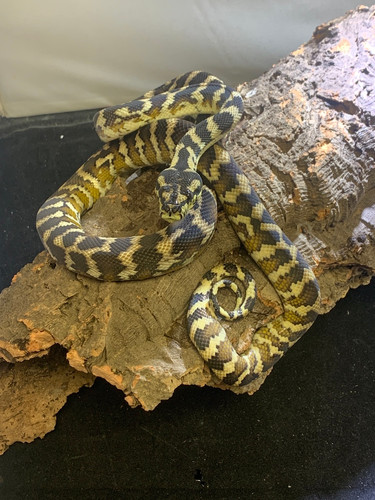 Papuan carpet python | New Moon Reptiles