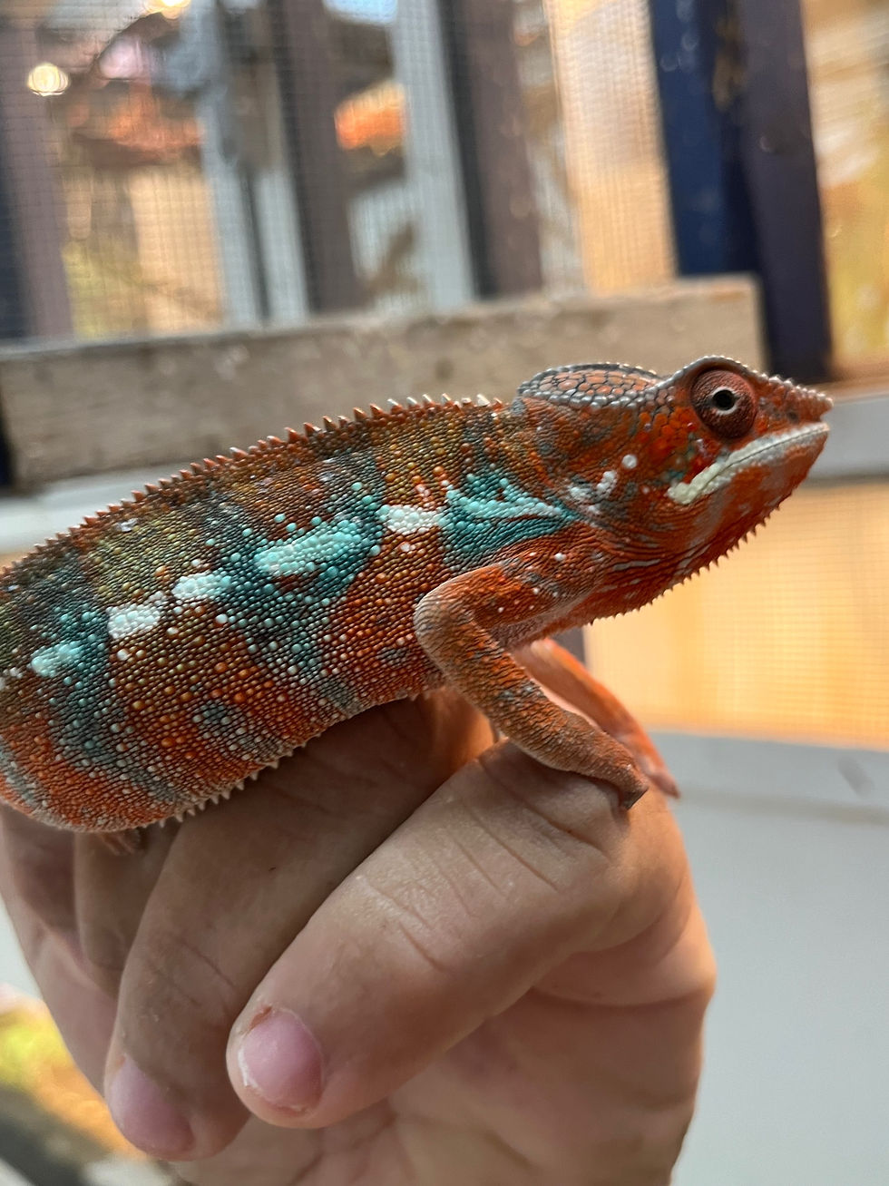 Thumbnail: Panther chameleon red bar Ambilobe cb