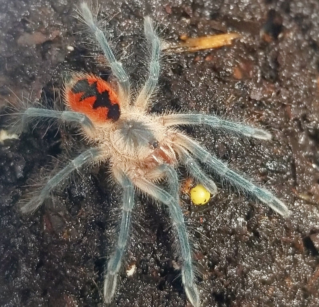 Cascada Birdeating Tarantula