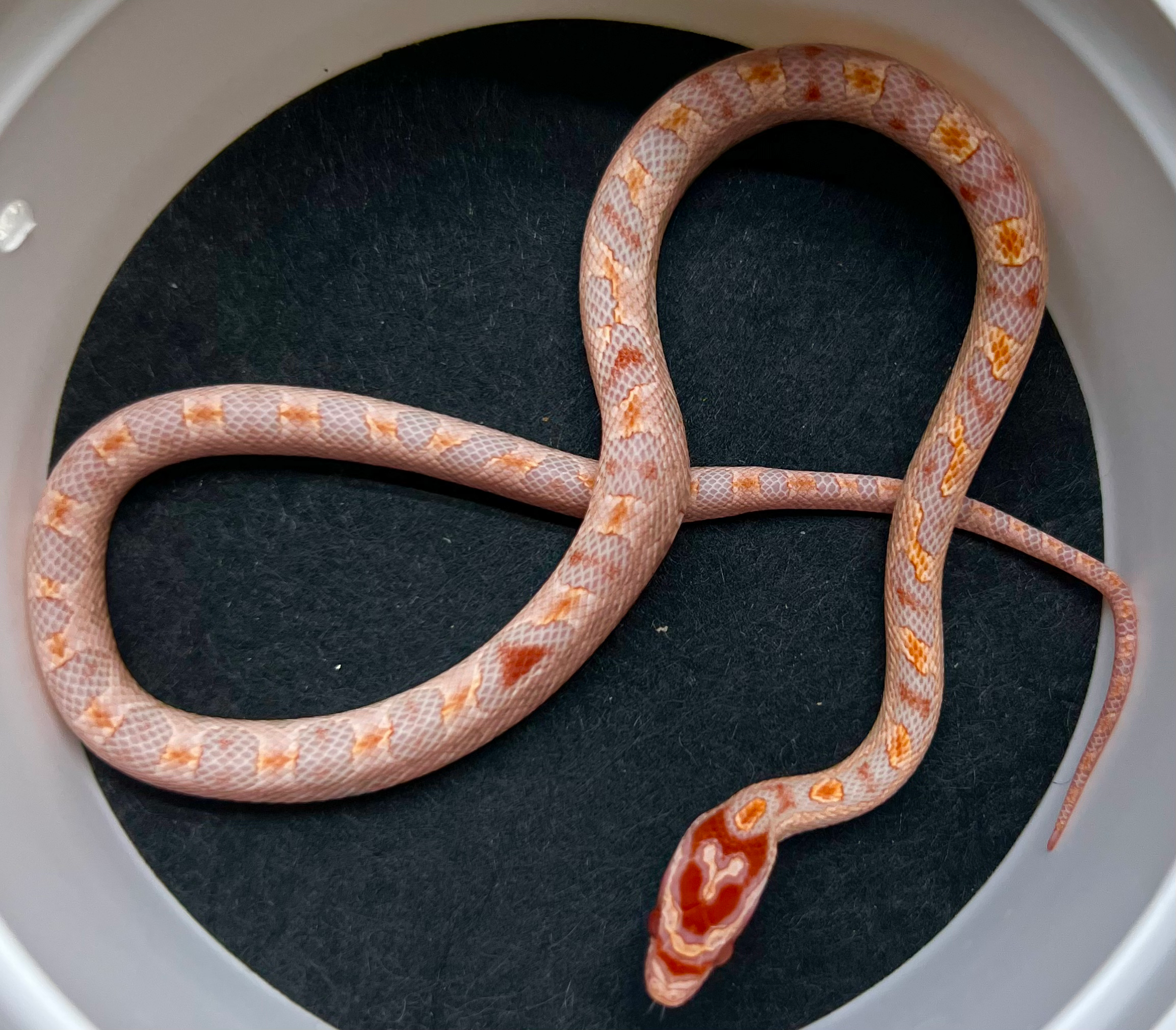Red Coral Extreme Okeetee Corn Snake