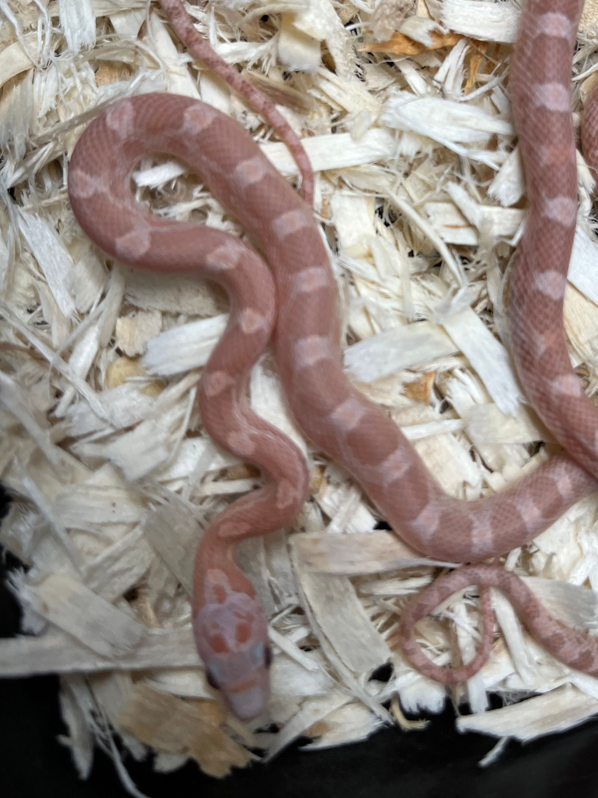 Hypo lavender corn snake