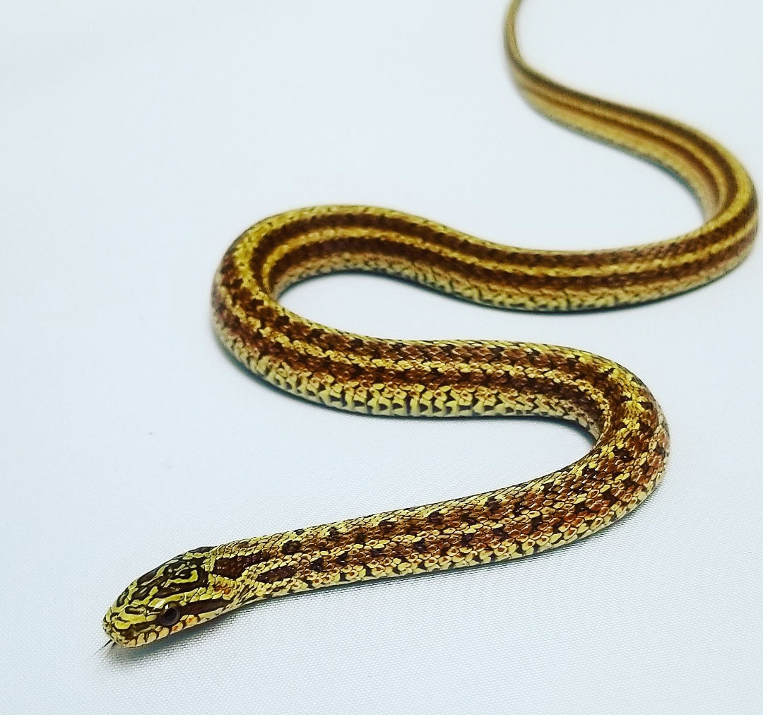 Diones Rat Snake "Yellow"