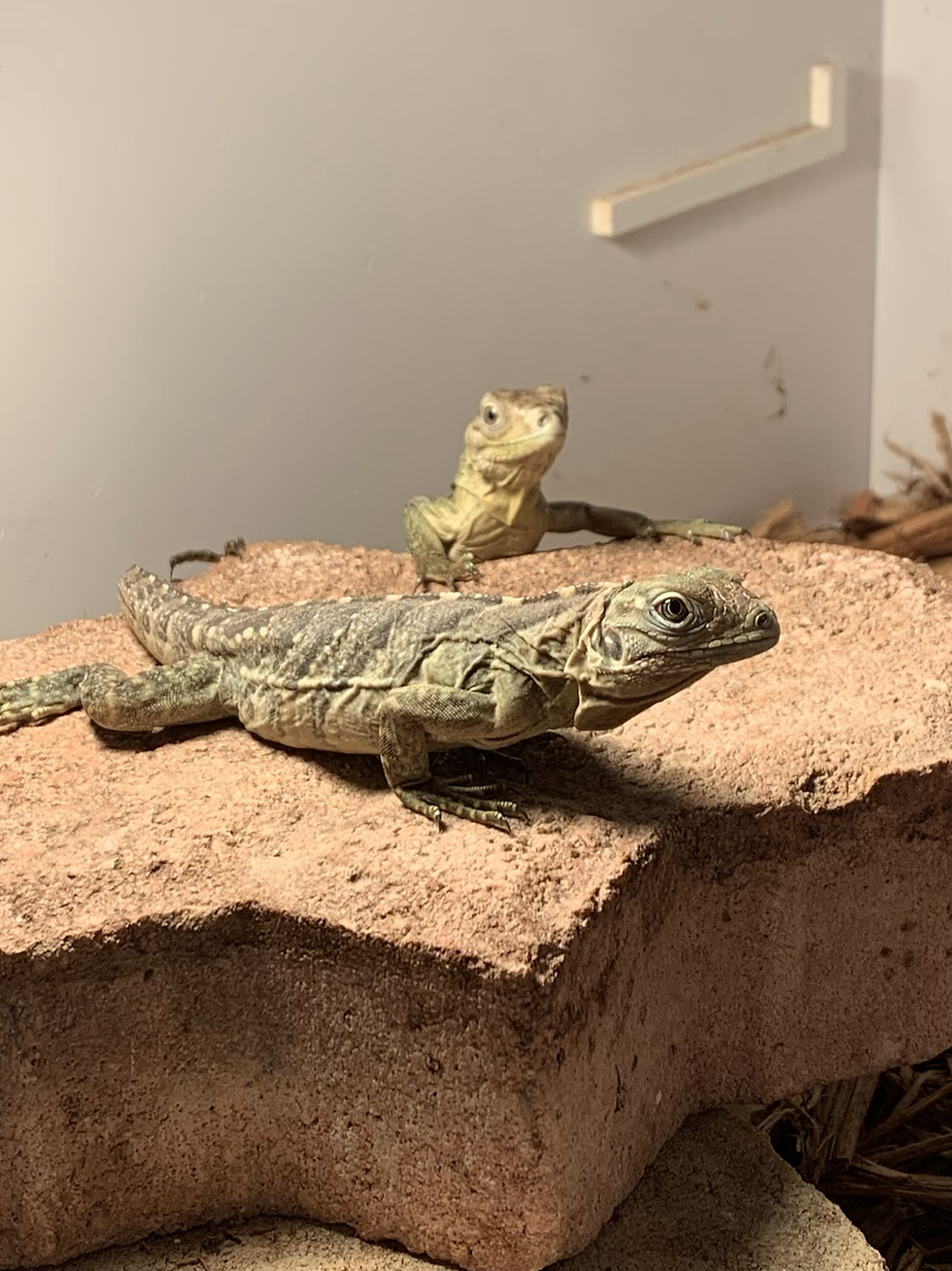 Thumbnail: Gran cayman blue iguana hybrid 