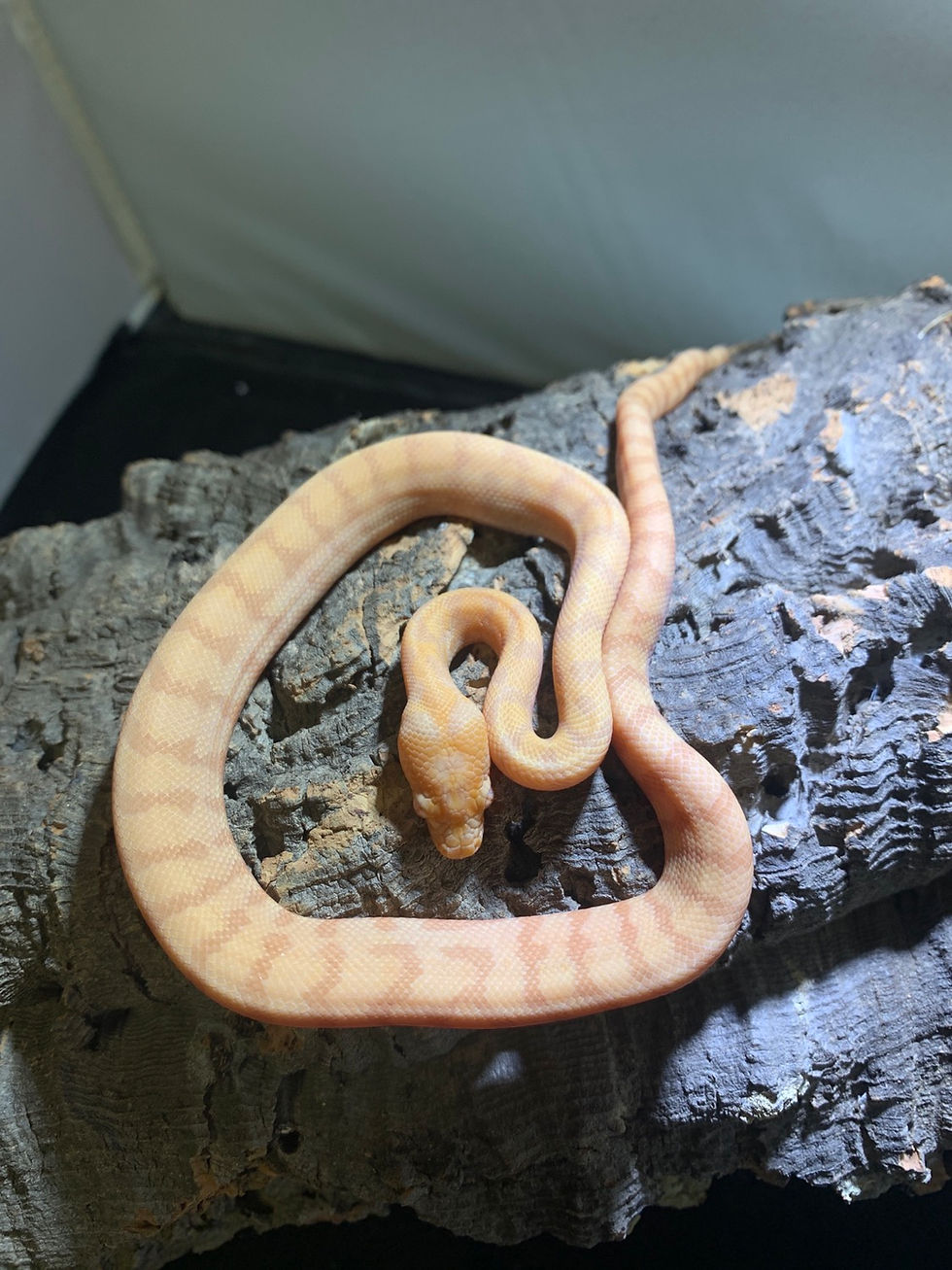Albino carpet python New Moon Reptiles