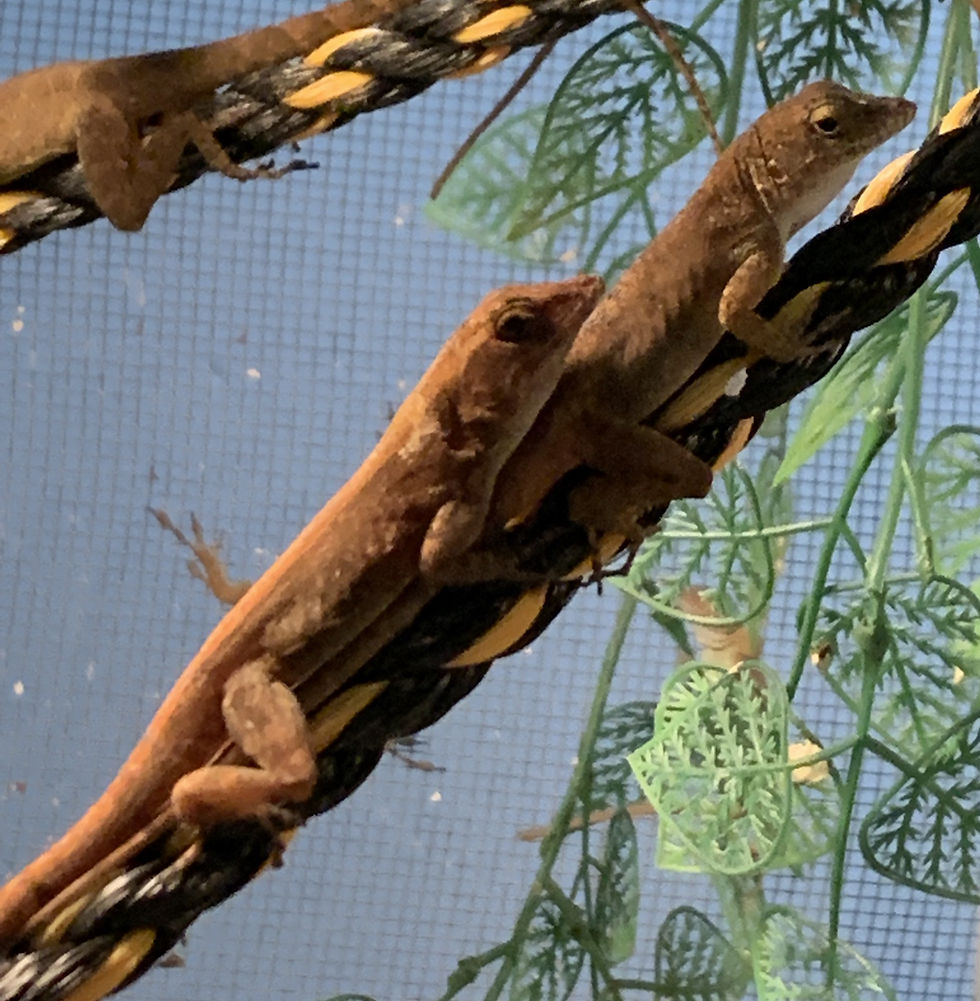 SOUTH FLORIDA ANOLES New Moon Reptiles Miami, FL United States