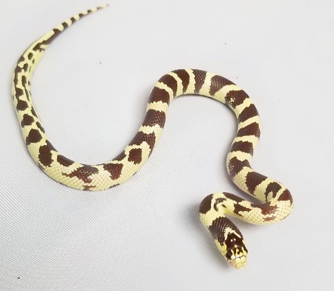 Albino Cal. King Snake