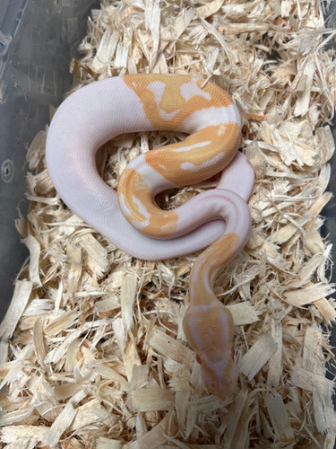 Albino pied ball python | New Moon Reptiles