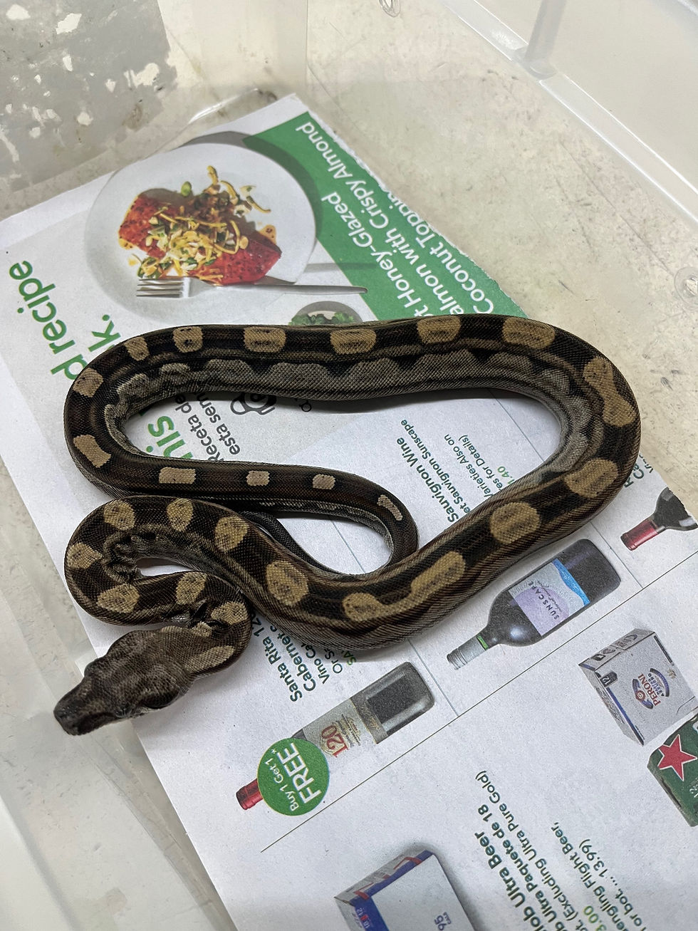 SOUTH FLORIDA BOAS New Moon Reptiles Miami, FL United States