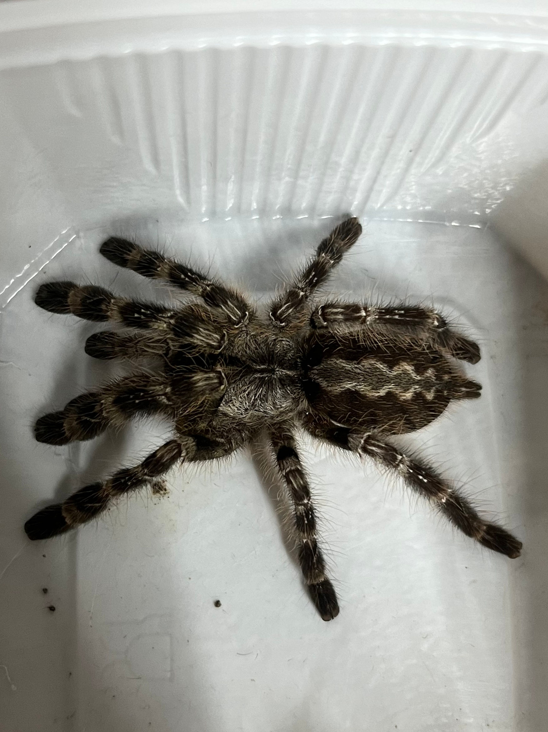 Indian Ornamental Tarantula CB
