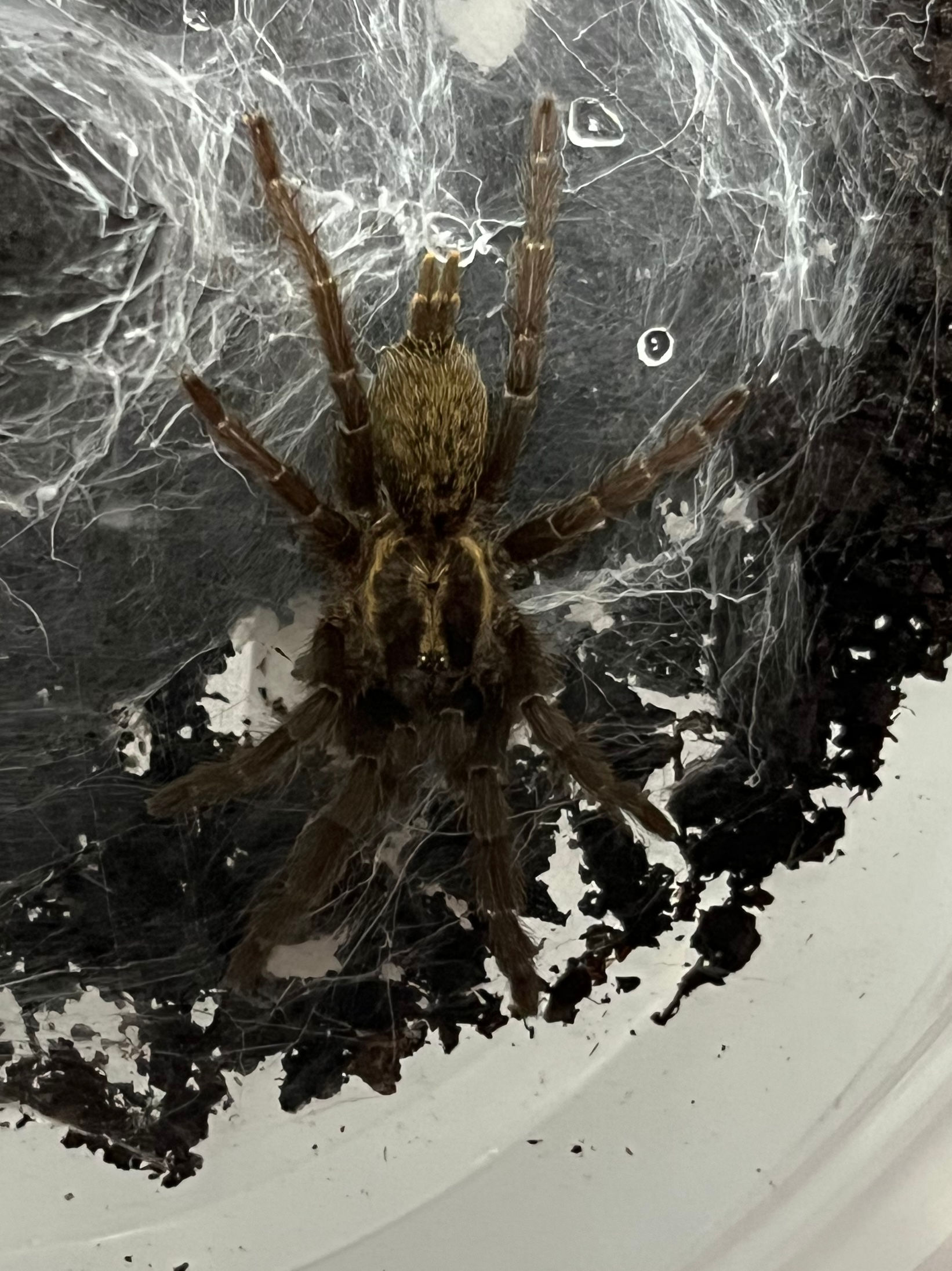 Tanzanian Chestnut Baboon Tarantula CB