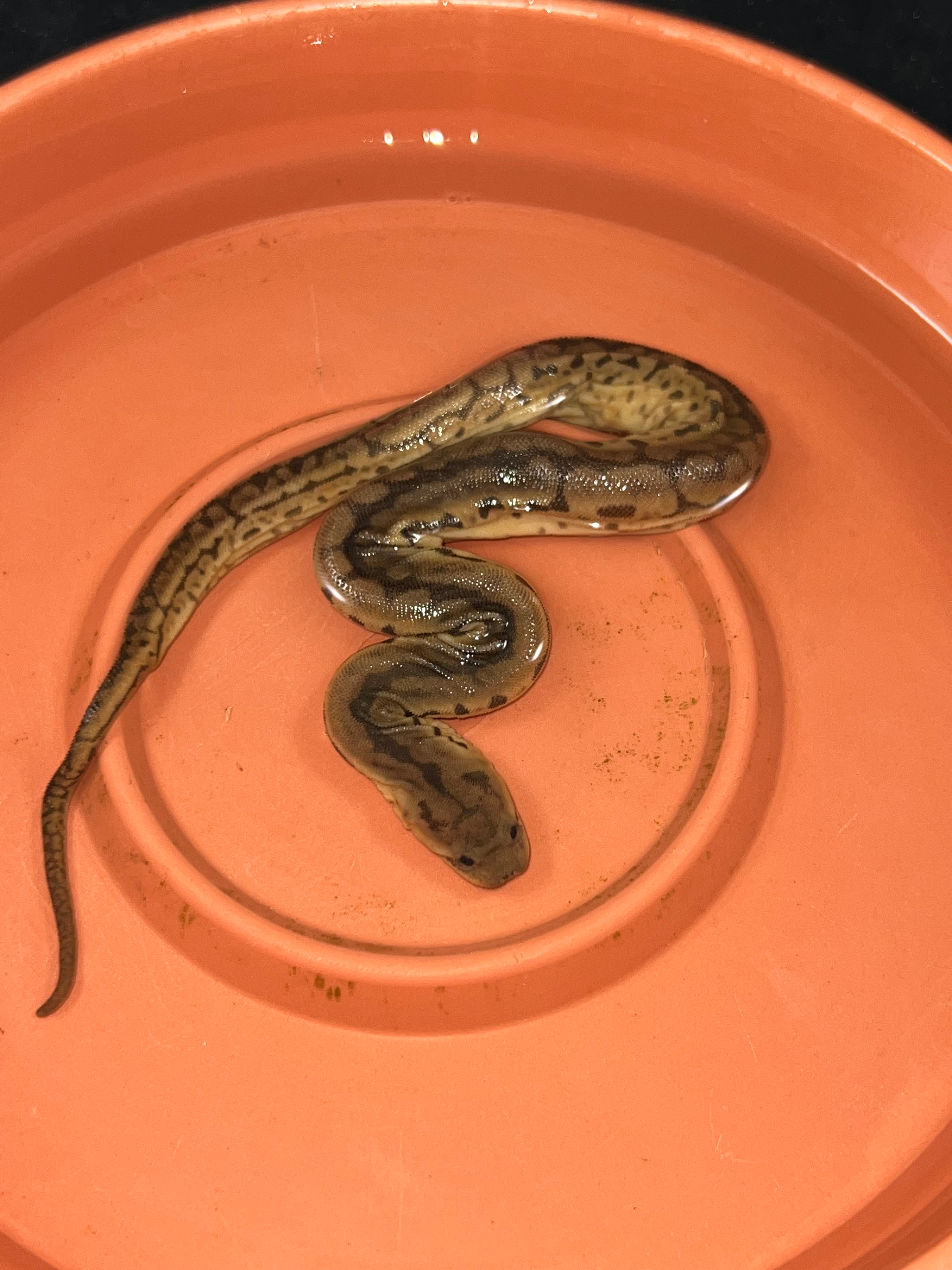 Elephant Trunk Snake