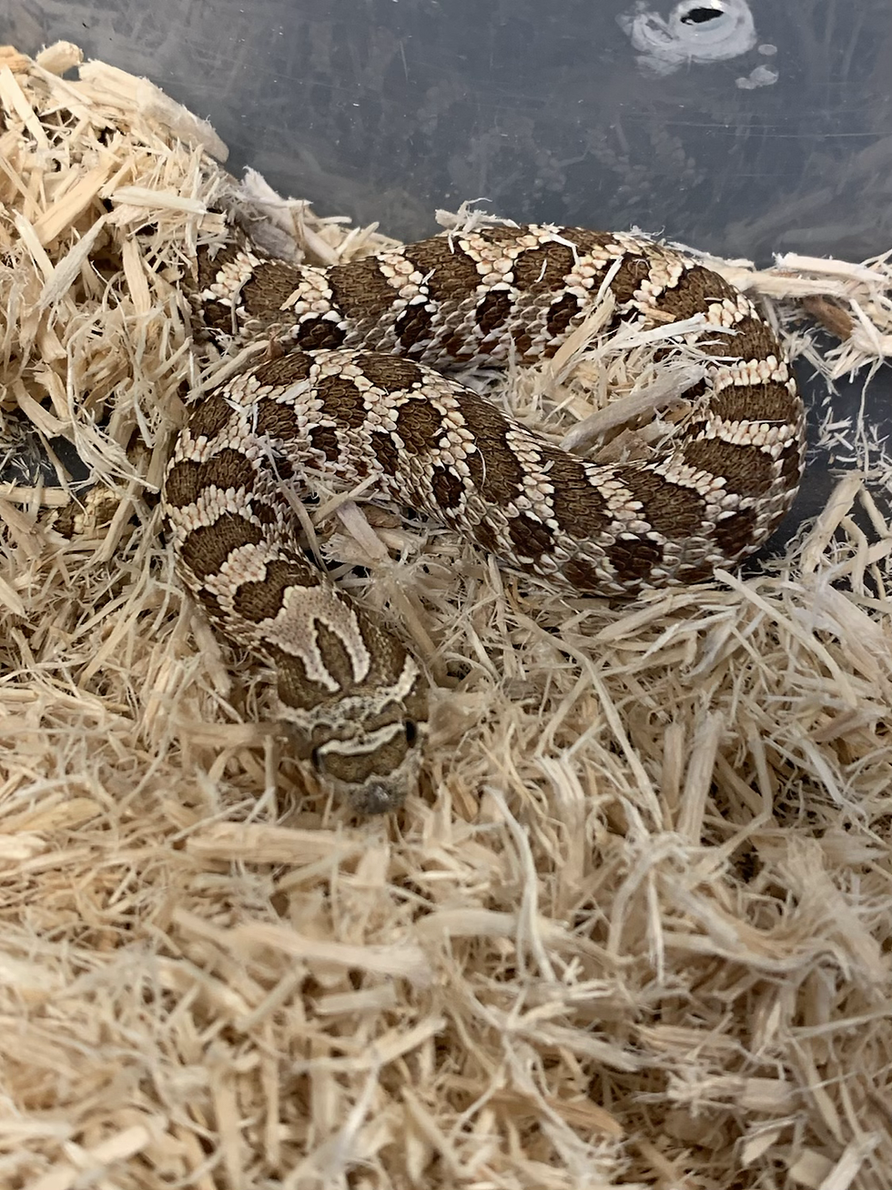 Thumbnail: Western hognose CB