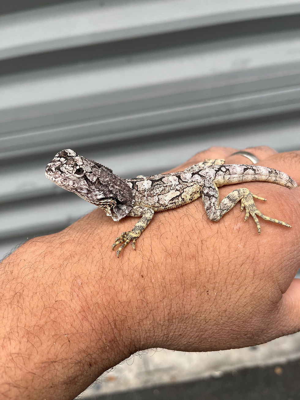 Australian frilled dragon cb New Moon Reptiles