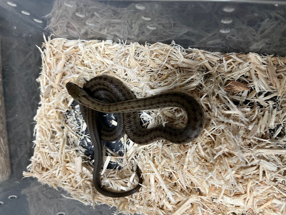 Thumbnail: Italian aesculapian snake 