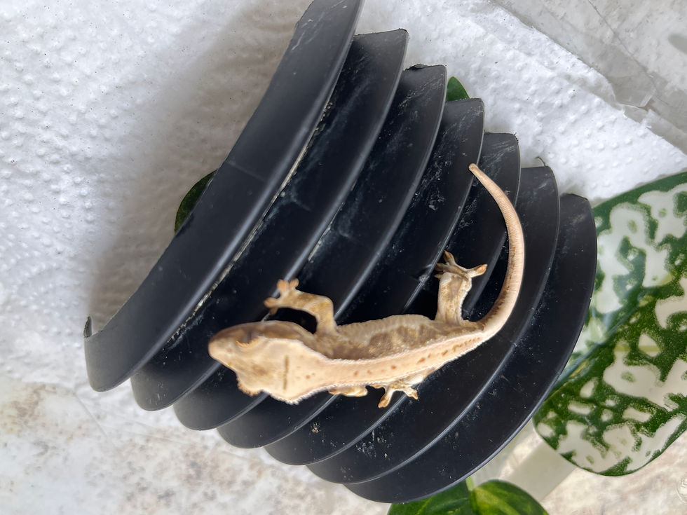Thumbnail: Lilly White Crested Gecko CBB