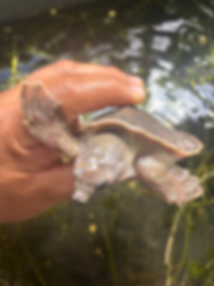 Fly River Tutle