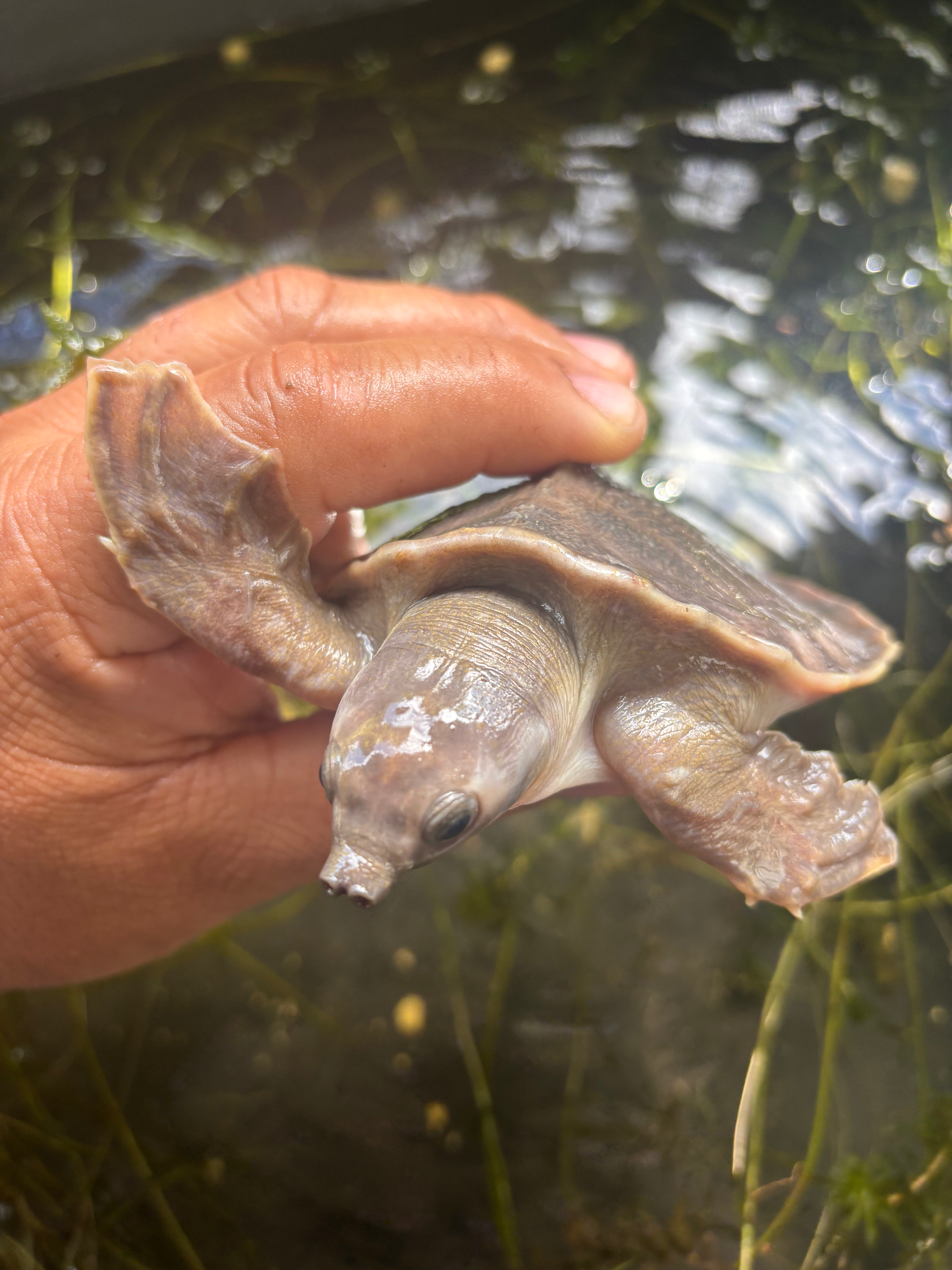 Fly River Tutle