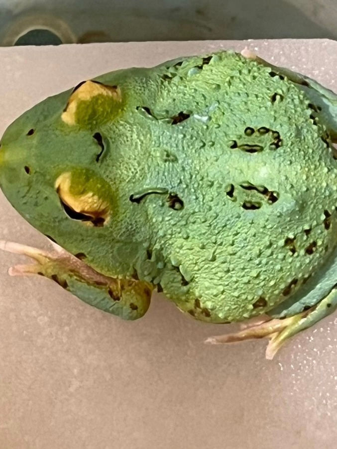 Thumbnail:  The Radiant Blue 