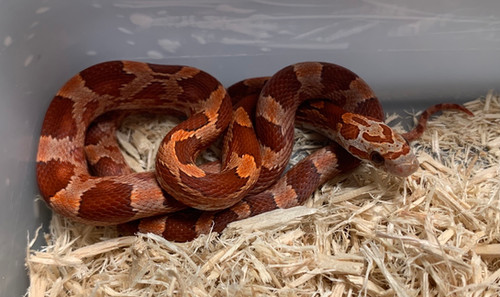Hypo Bloodred Corn Snake | New Moon Reptiles