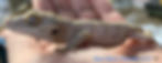 Thumbnail: Gargoyle Gecko