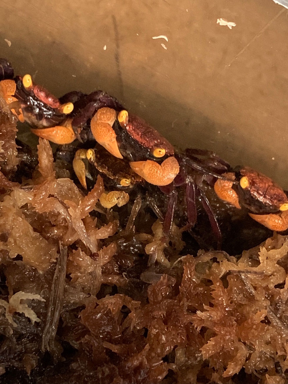 Thumbnail: Vampire Crab