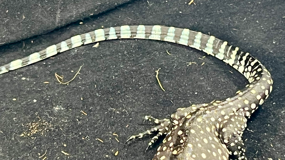 Thumbnail: Blue Tail Monitor baby