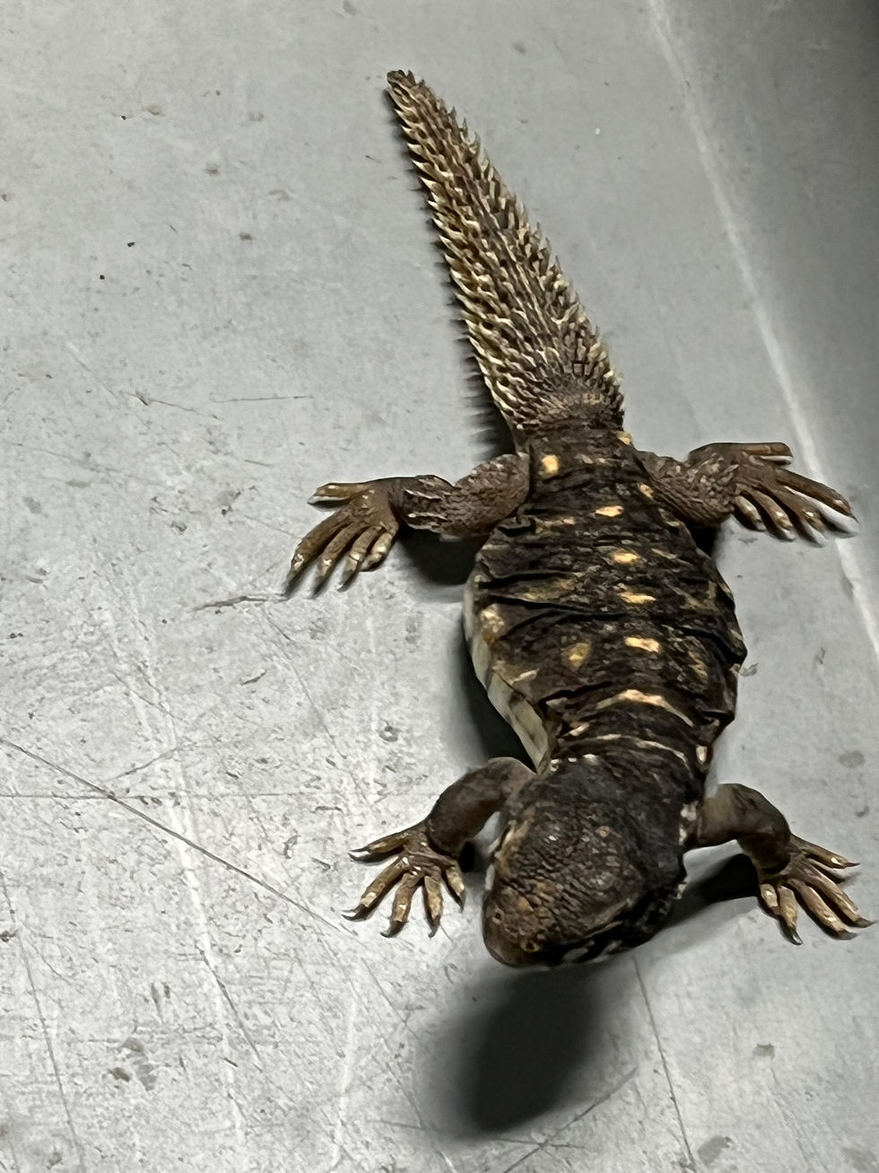 Egyptian Uromastyx (baby) New Moon Reptiles