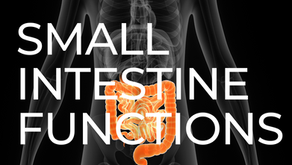 #23: The Functions of the Small Intestine according to Traditional Chinese Medicine