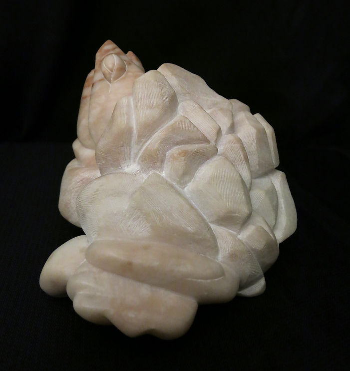 _Little Snapper_, 2019, shell view_edite